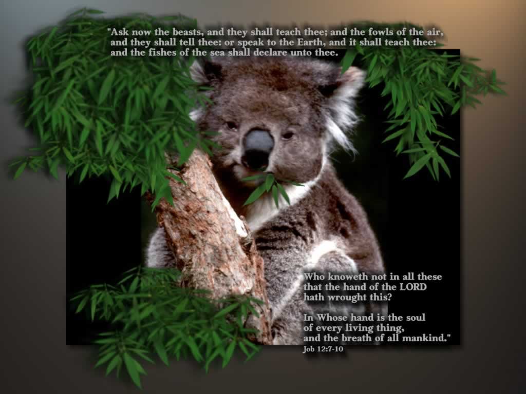 Free christian wallpaper Creation Wallpaper Wallpaper