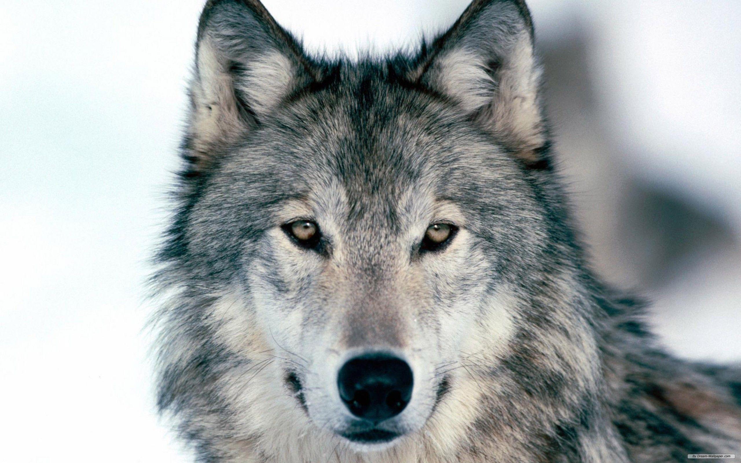 Animal Free Wolf Index 643987 Wallpaper wallpaper