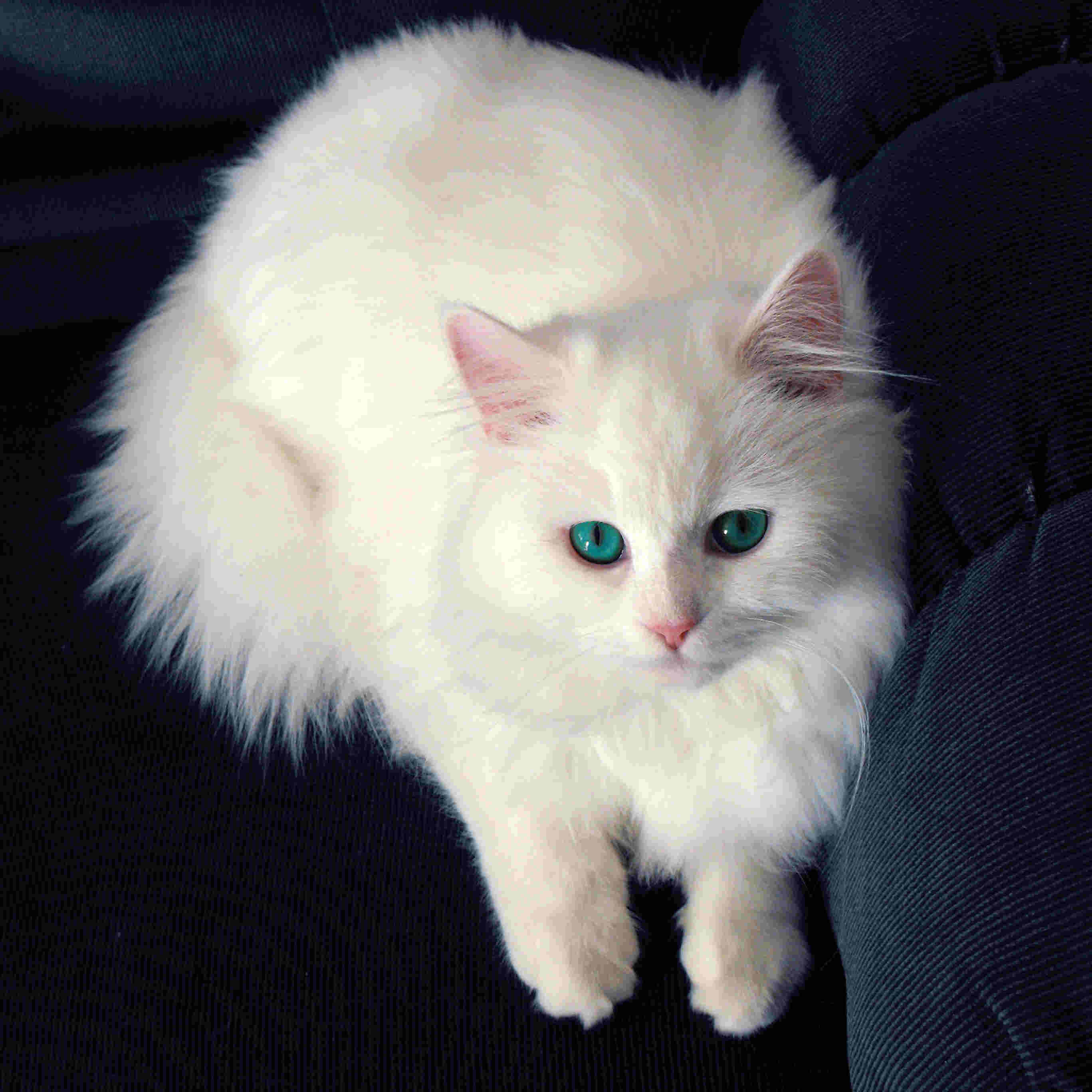  White  Cat  Wallpapers  Wallpaper  Cave