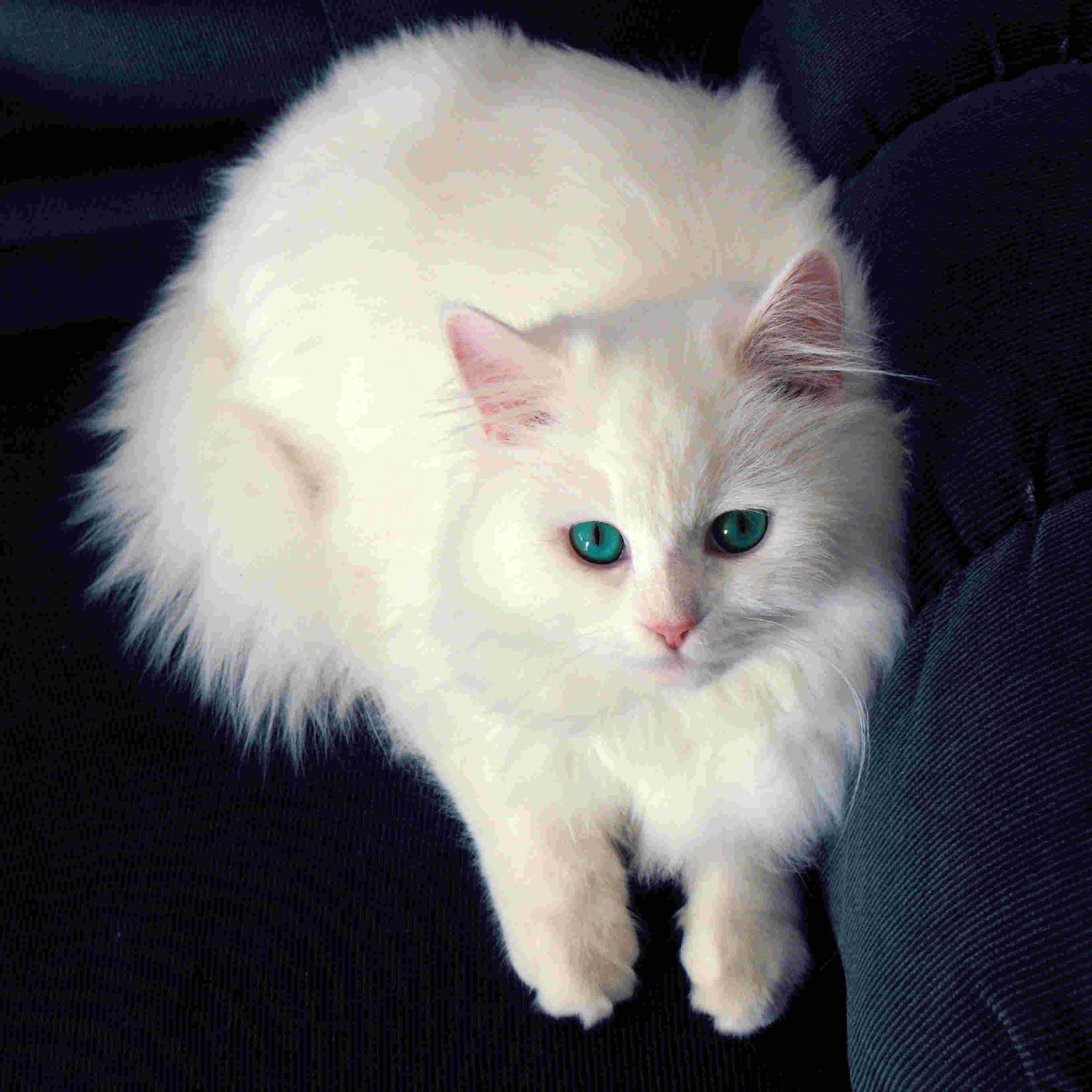 Wallpaper For > White Cat Wallpaper