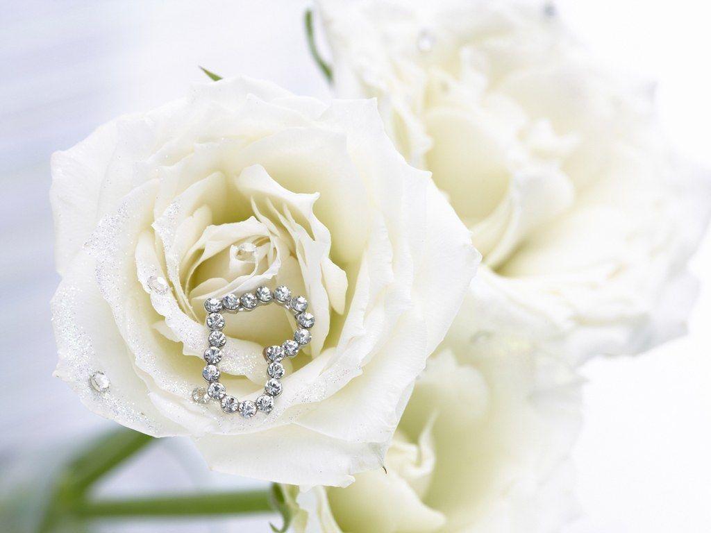 Pure White Rose Wallpaper