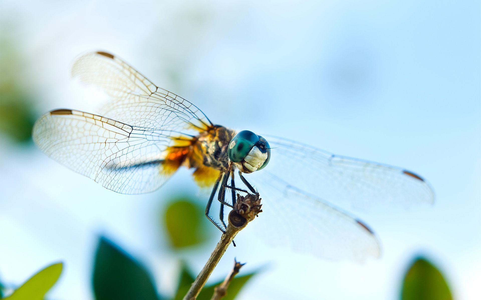 Awesome Dragonfly Wallpaper 39236 1920x1200 px HDWallSource