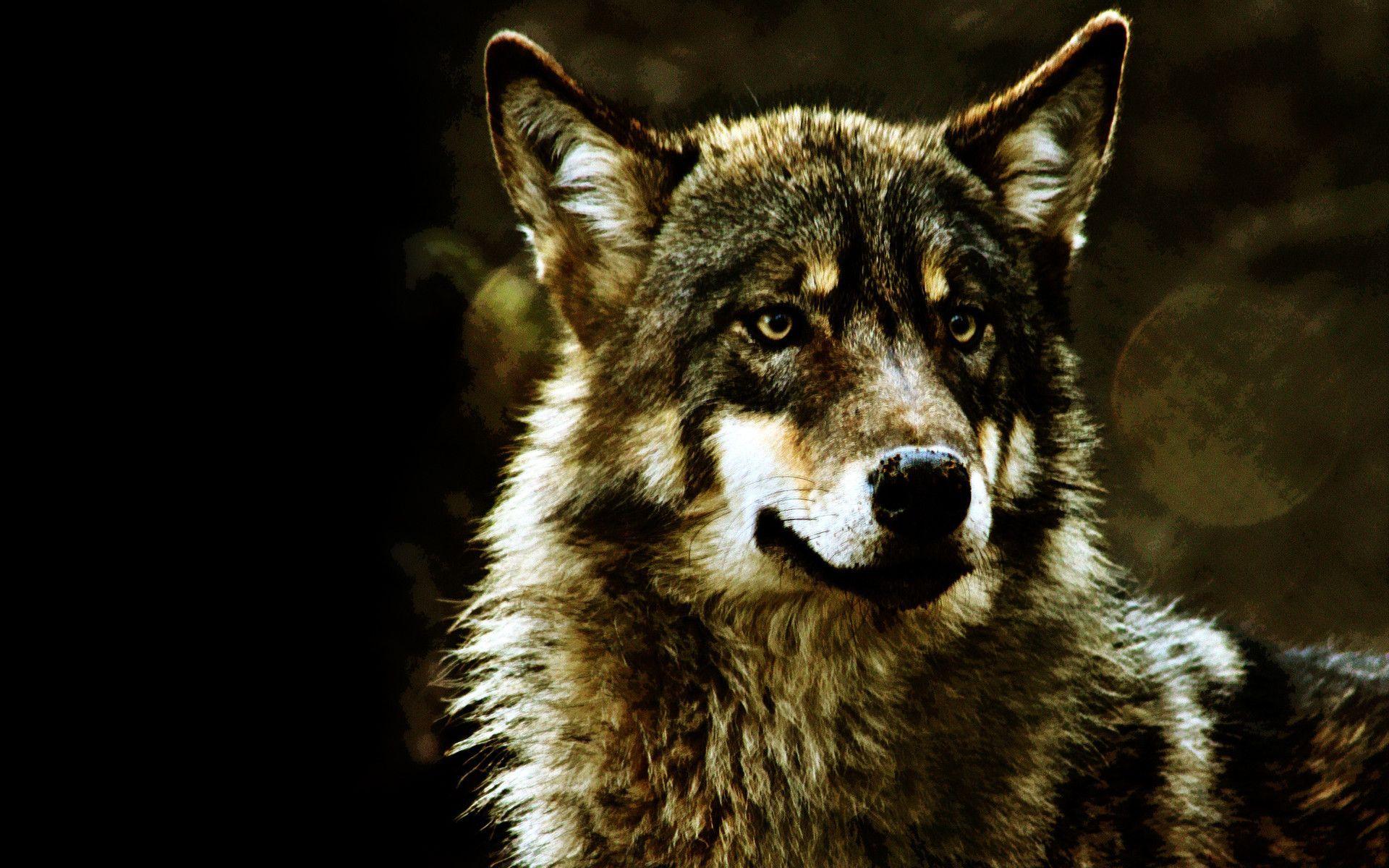 gray wolves norway wallpaper Search Engine