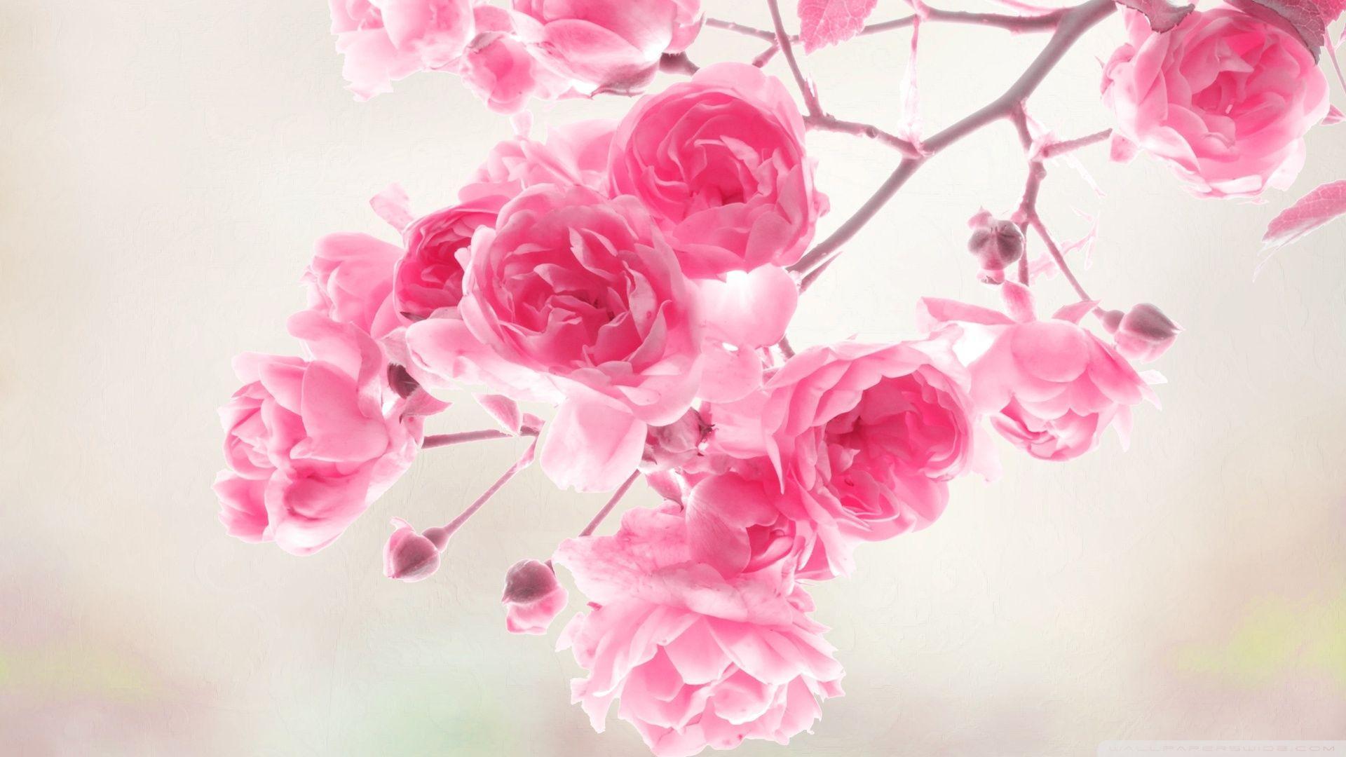 Wallpapers For > Vintage Flower Wallpapers Pink