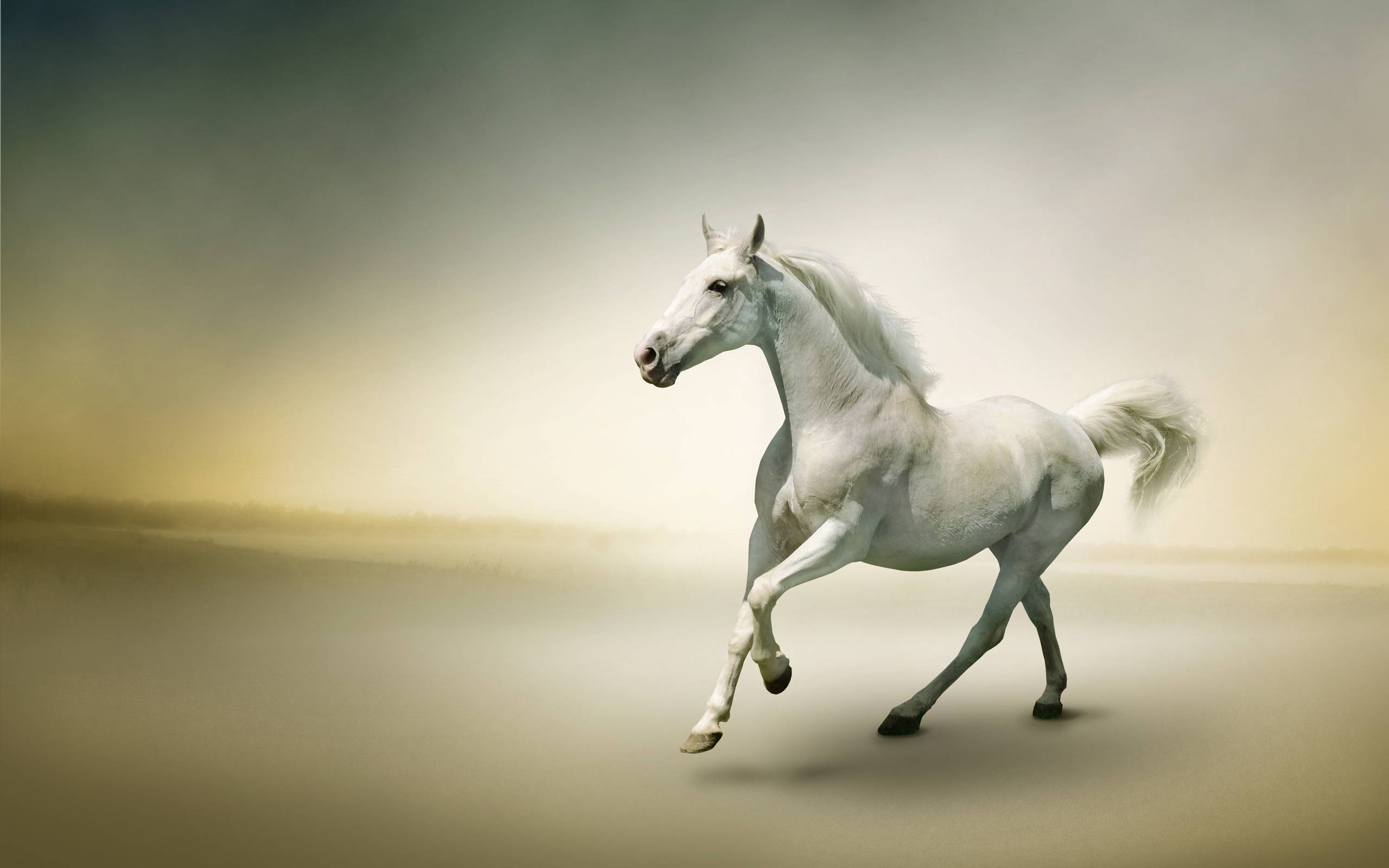 White Horse Photo Wallpaper