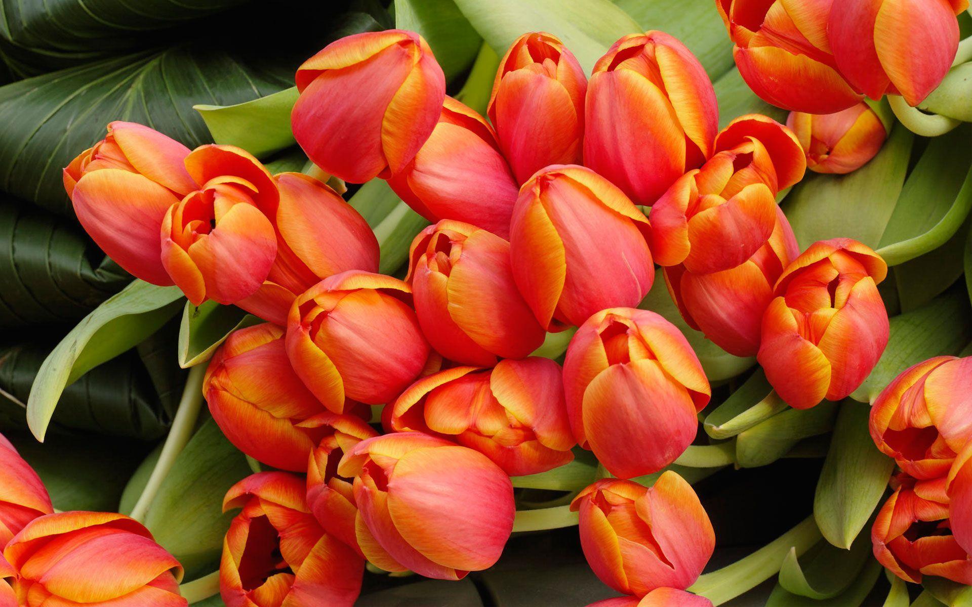 Tulips Flower Wallpaper For Your Desktop Background