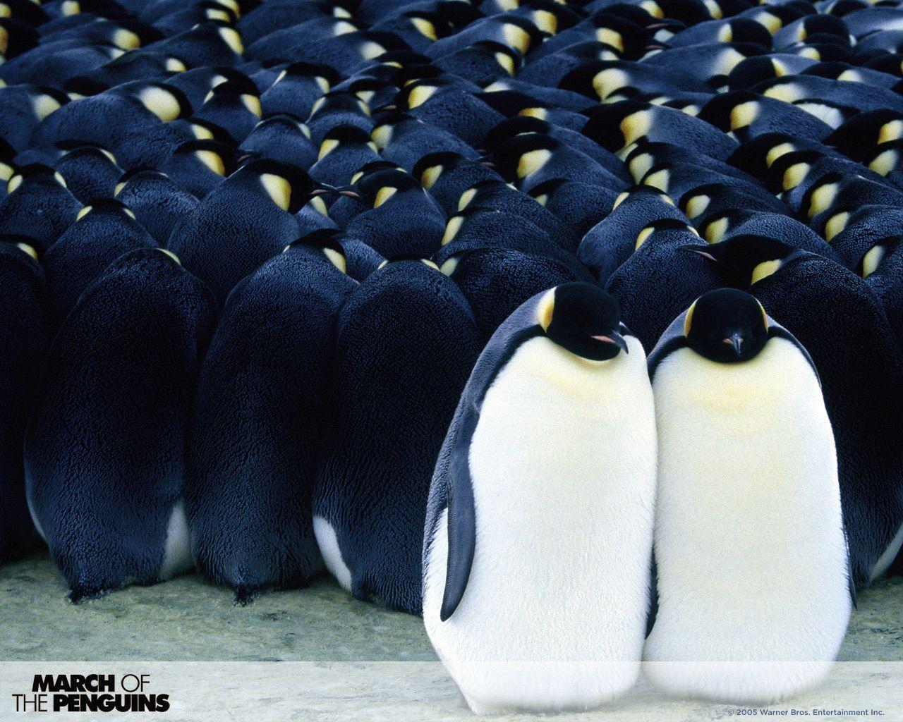 March of the Penguins WPs