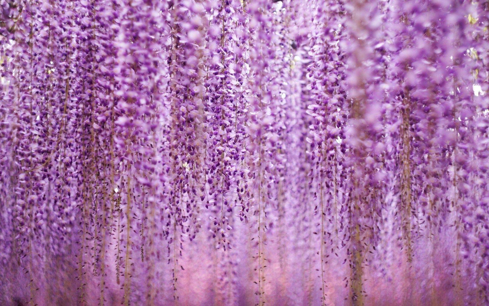 Wisteria Floribunda Royal Purple Many Flowers HD Wallpaper