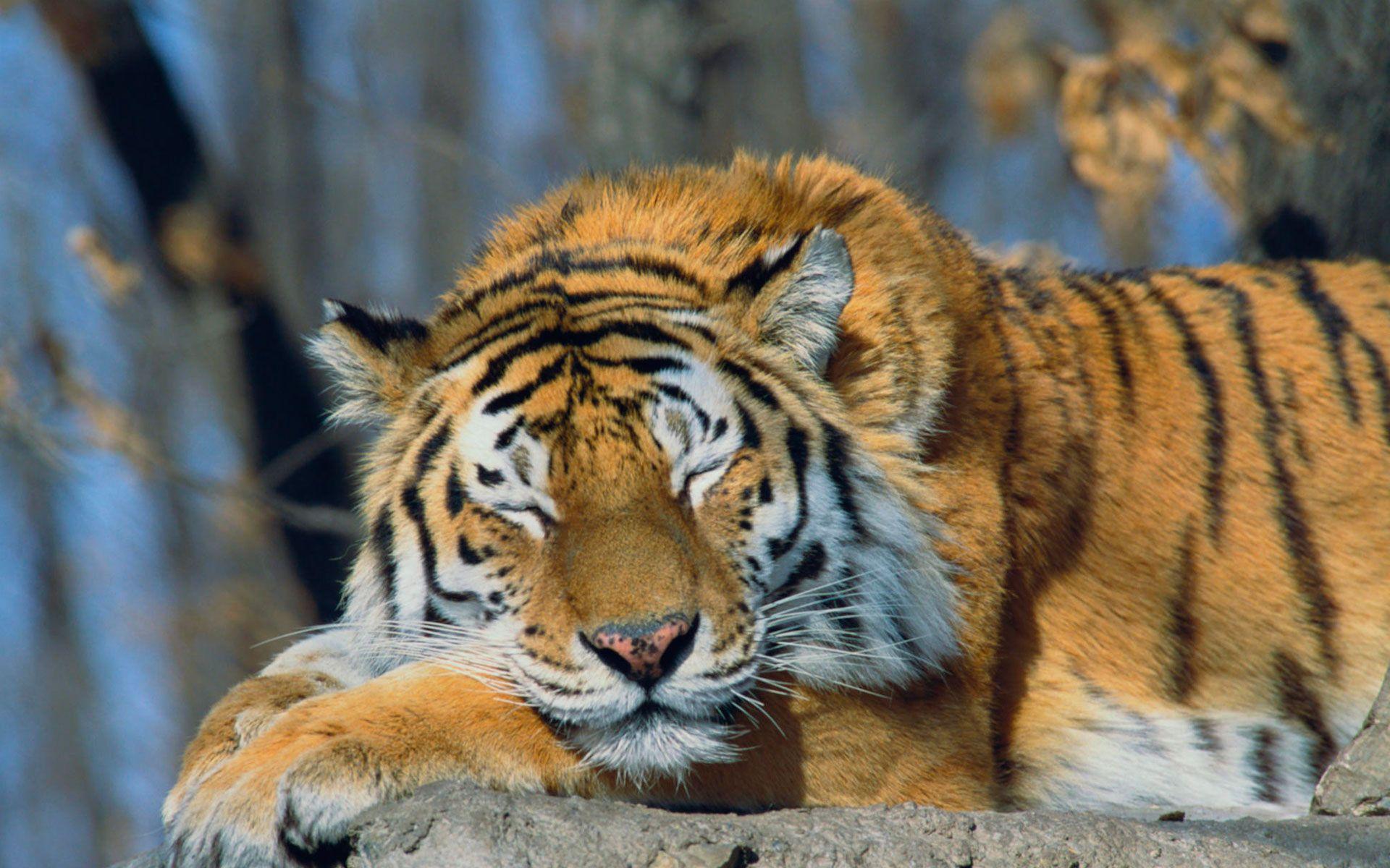 Animals For > Siberian Tiger Cubs Wallpaper