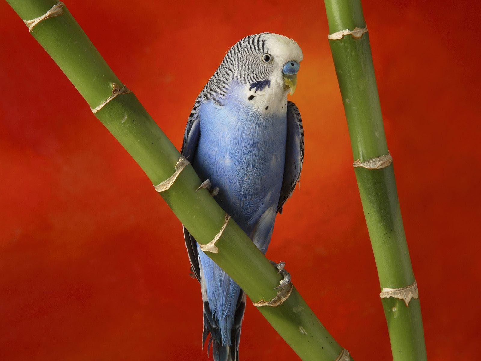 Blue African Lovebird On Bamboo Wallpaper 1600×1200