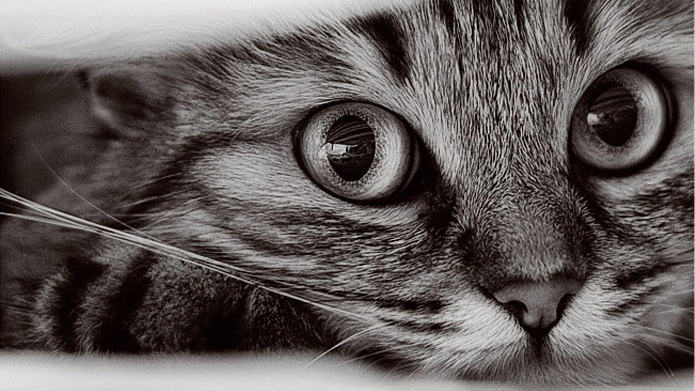 free cat wallpapers 27