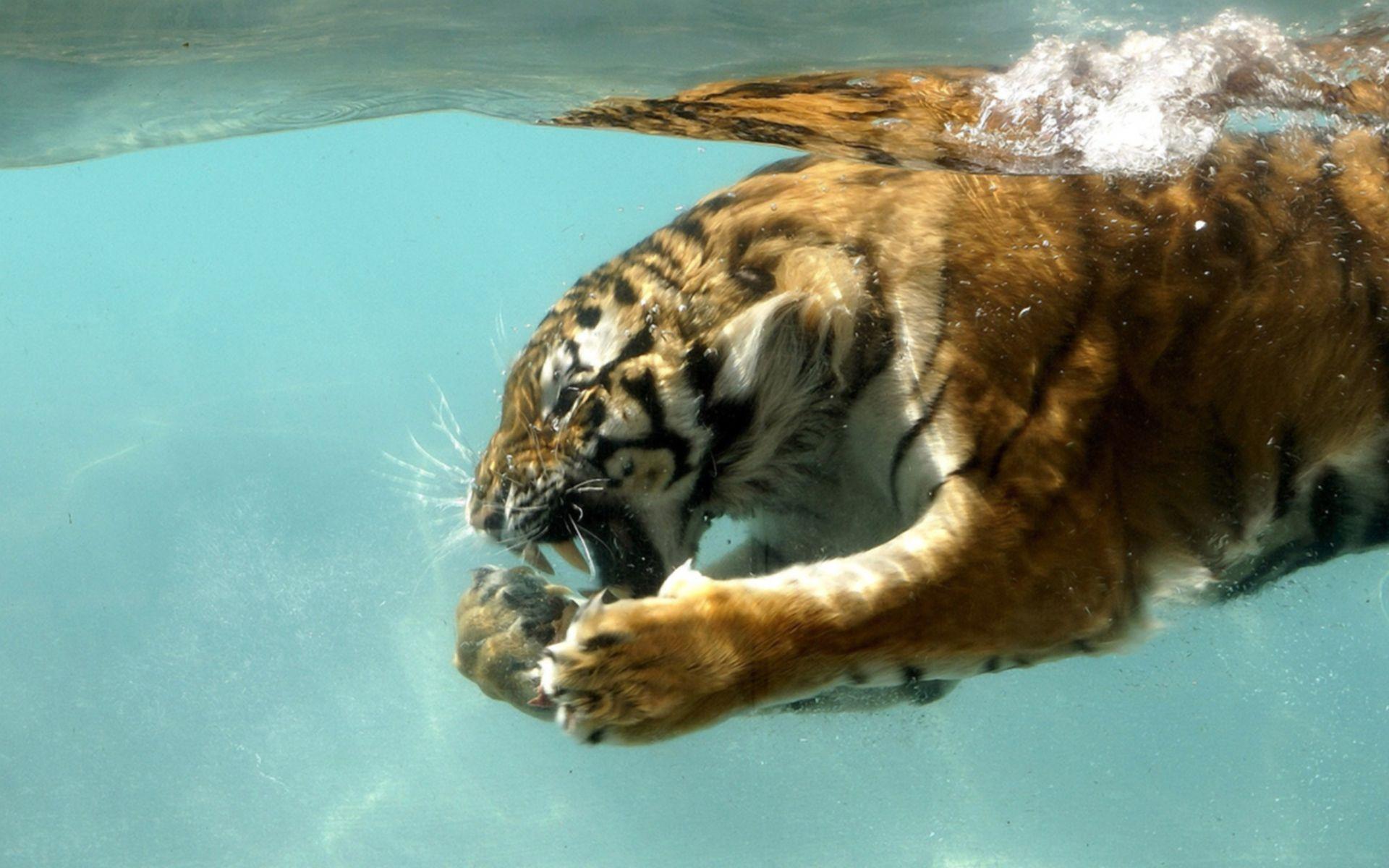 Tiger In Water Free Desktop