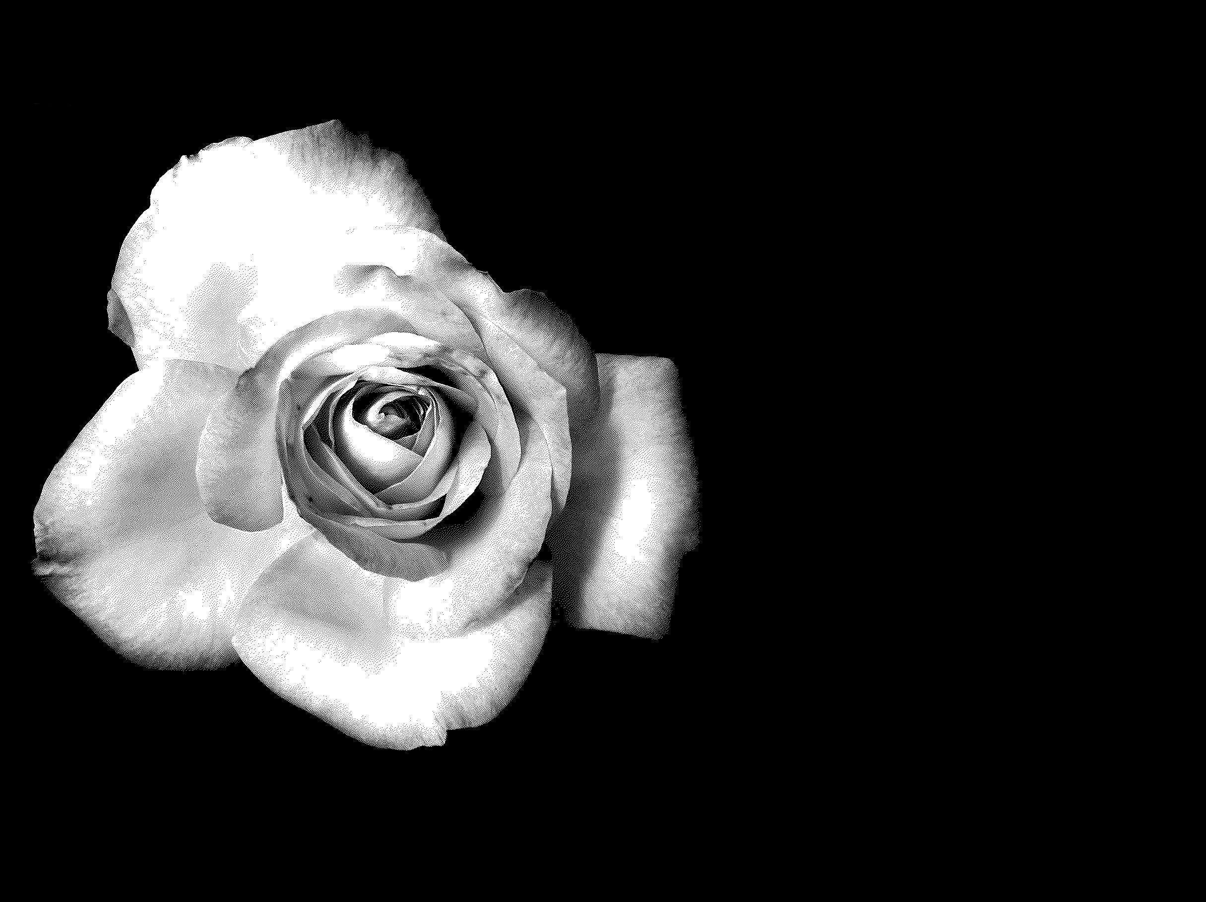 Wallpaper For > White Roses Black Background