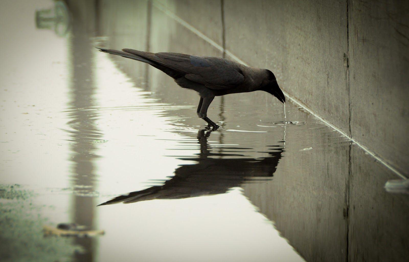 Crow Drinking Water Wallpaper. Animal HD Wallpaper