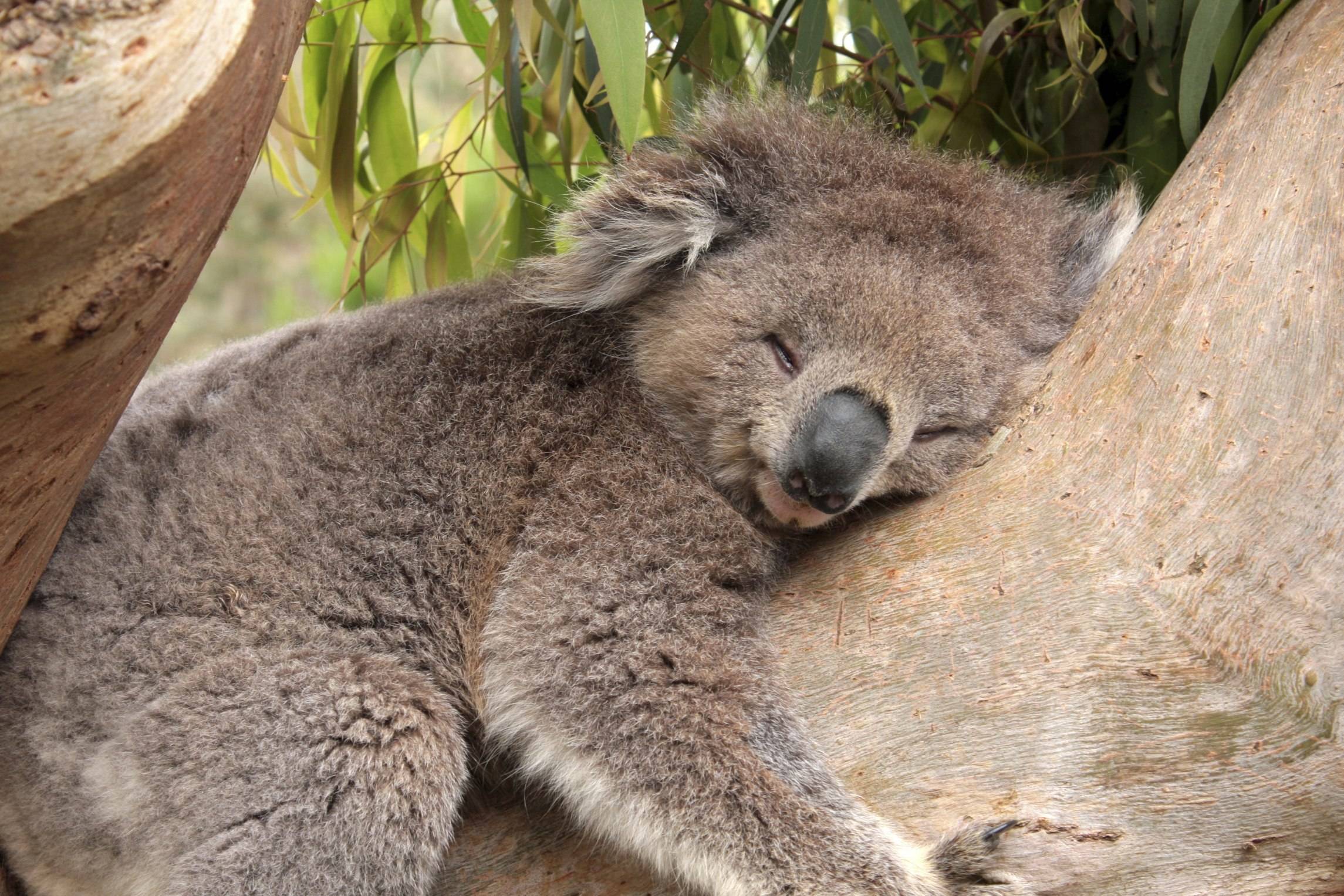 Download wallpaper koala, bear, tree, sleeps free desktop