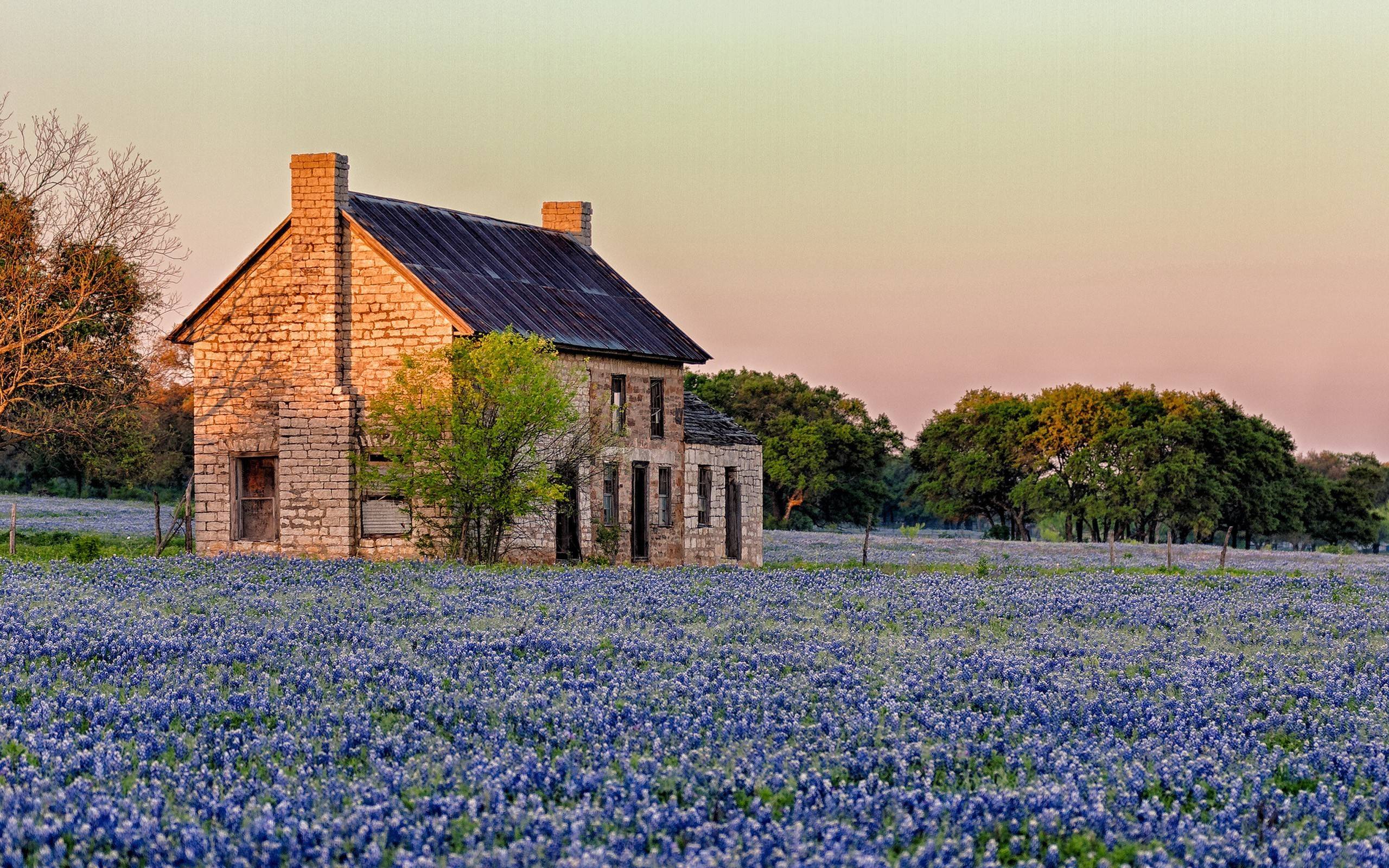 Bluebonnet field in Marble Falls wallpaper