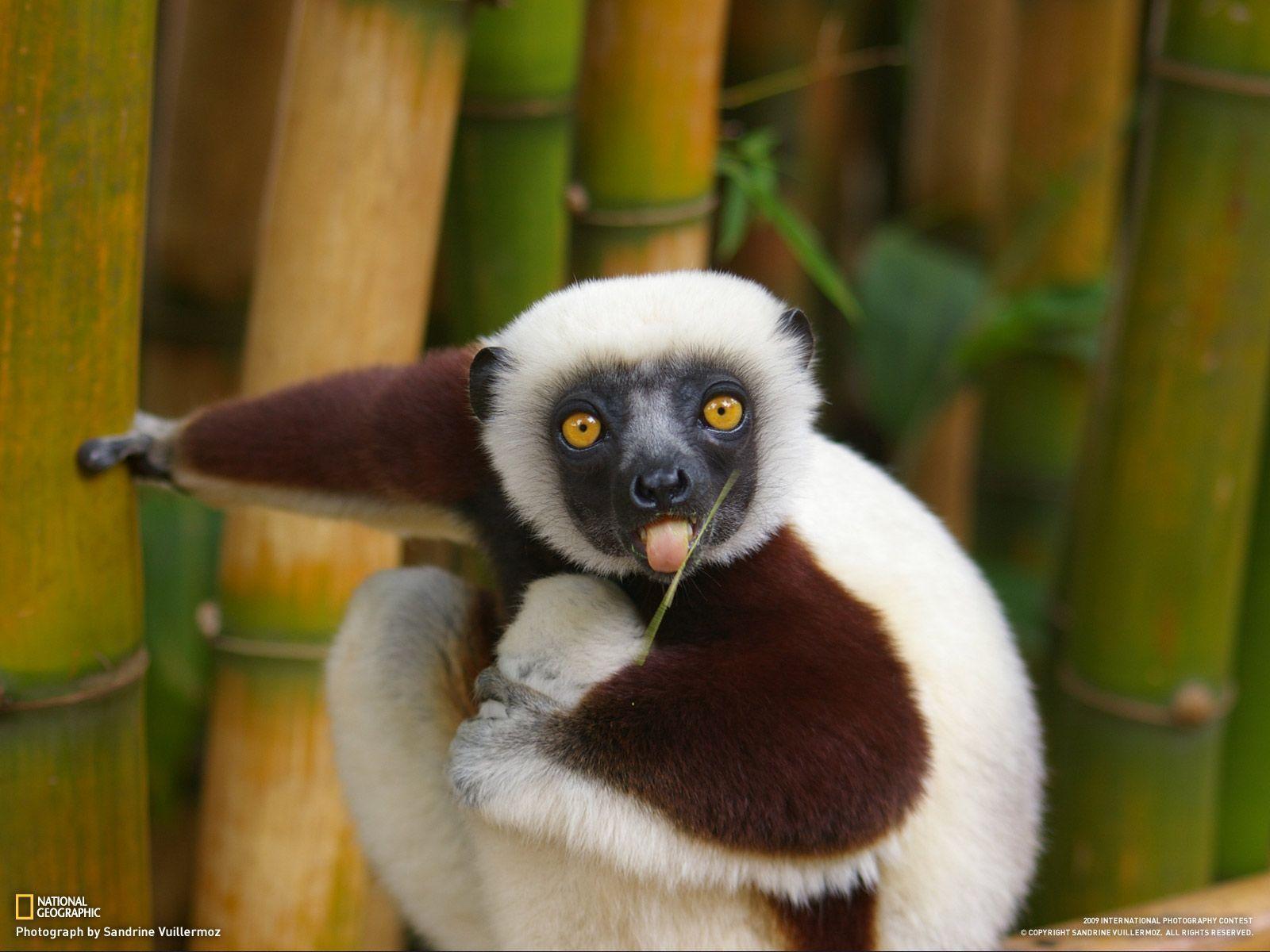 Animals Lemur Madagascar (id: 187519)