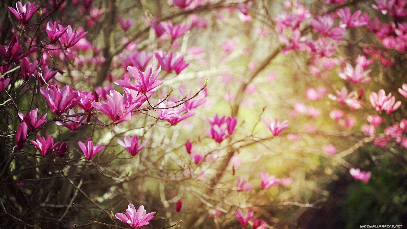 Download flowers wallpaper HD 1600x900&;s soup