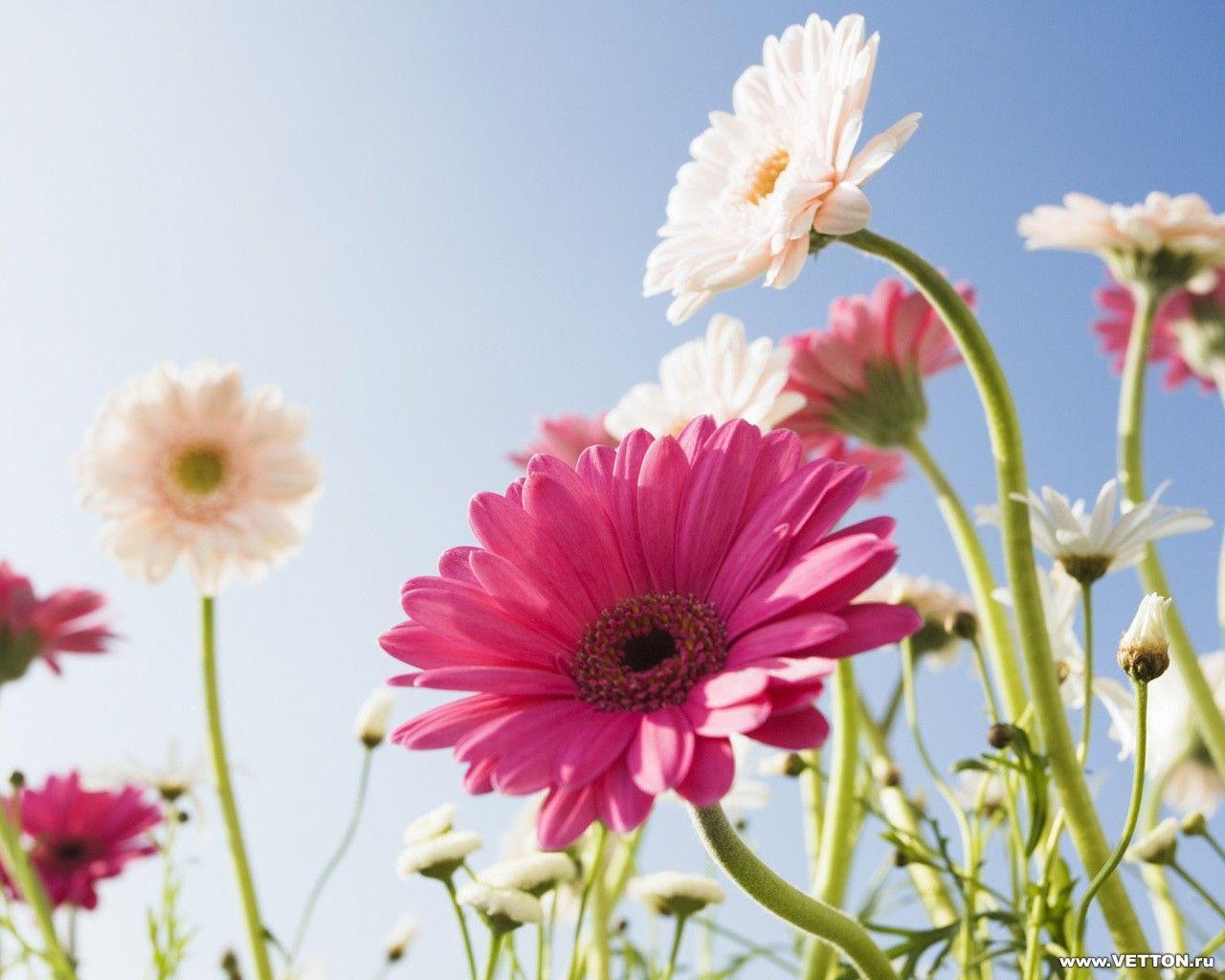 Beautiful Flower Wallpaper: Flowers Wallpaper