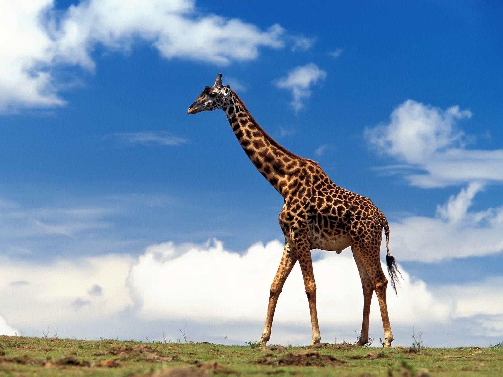 Cool Giraffe On Blue Sky Background Wallpaper Wallpaper