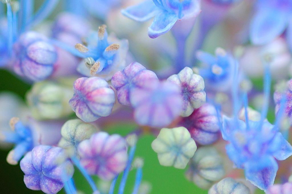 Flower wallpaper / background photography, pastel flower