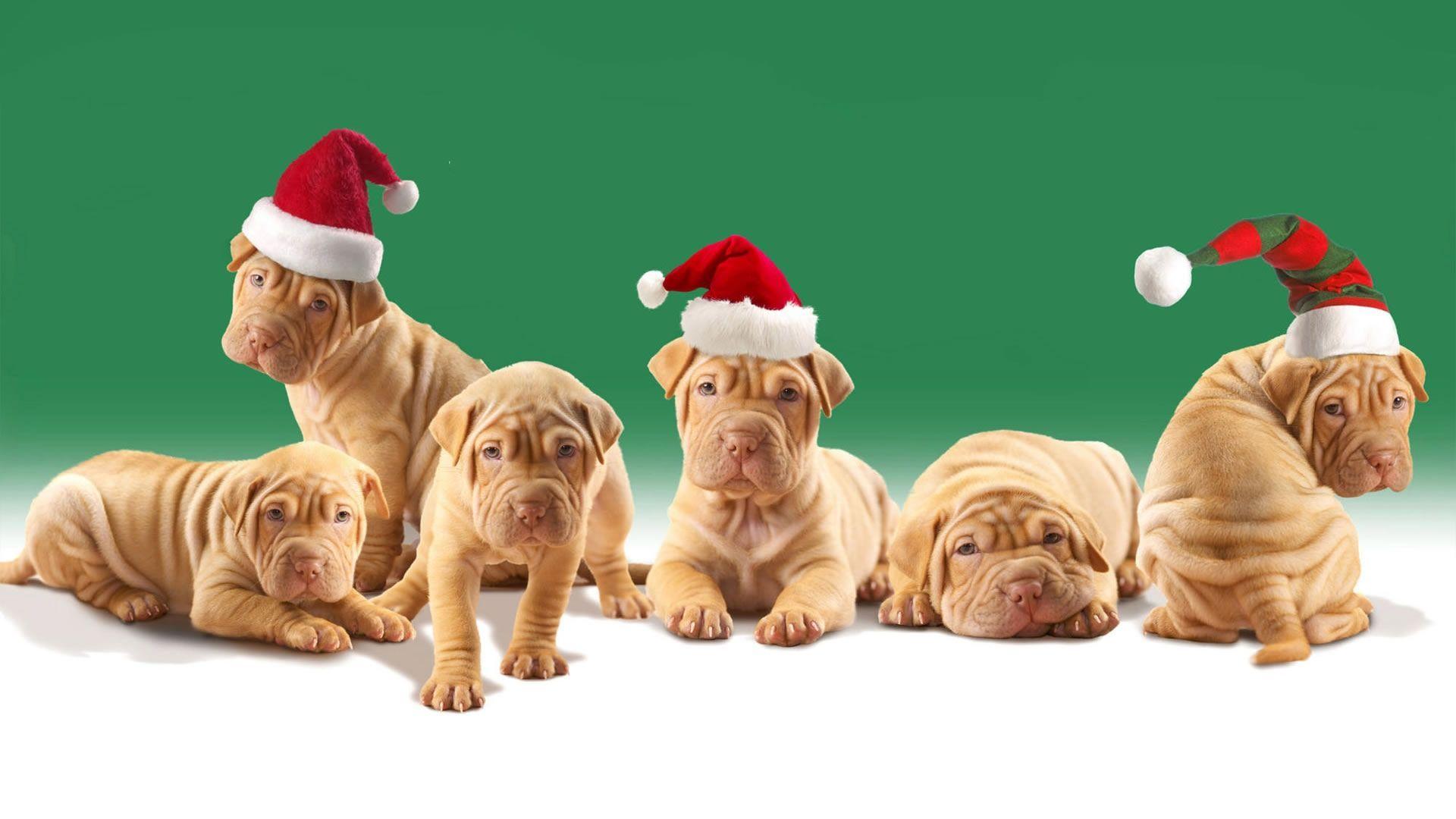 Xmas Stuff For > Christmas Puppies Wallpaper