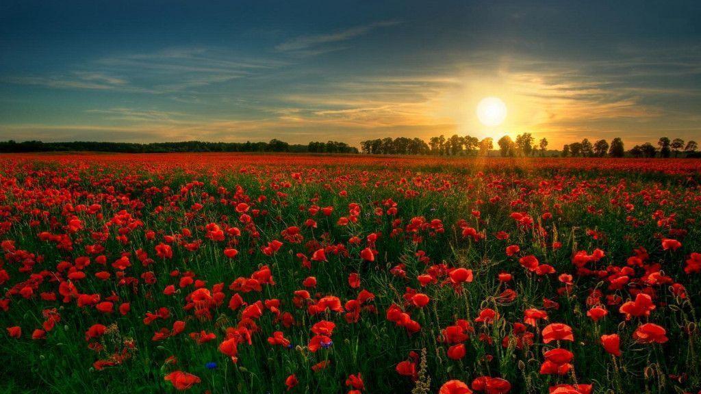 Beautiful Wallpaper Flowers Background Wallpaper HD