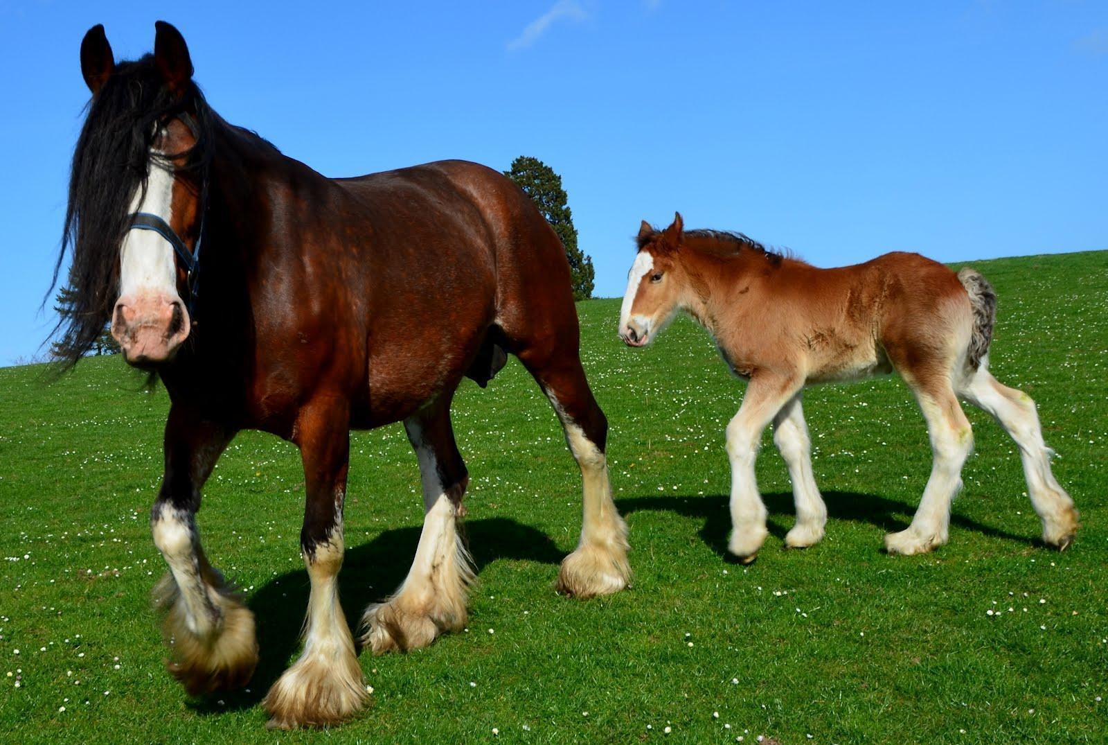 Clydesdale Horse Picture