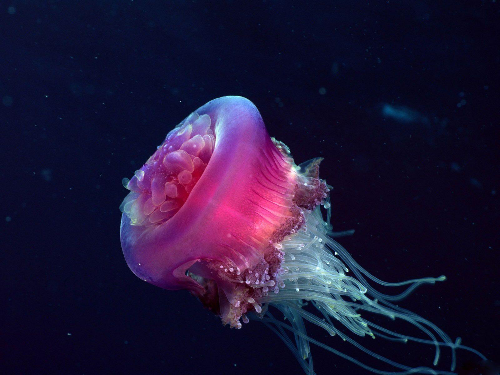 Desktop Wallpaper · Gallery · Animals · Japan Jellyfish underwater