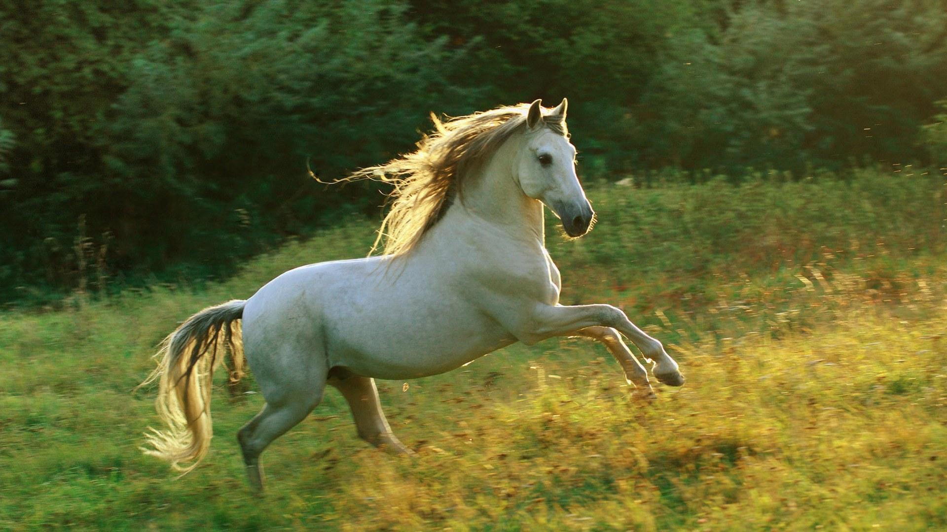 Download wallpaper gallop, horse, white, grass free desktop
