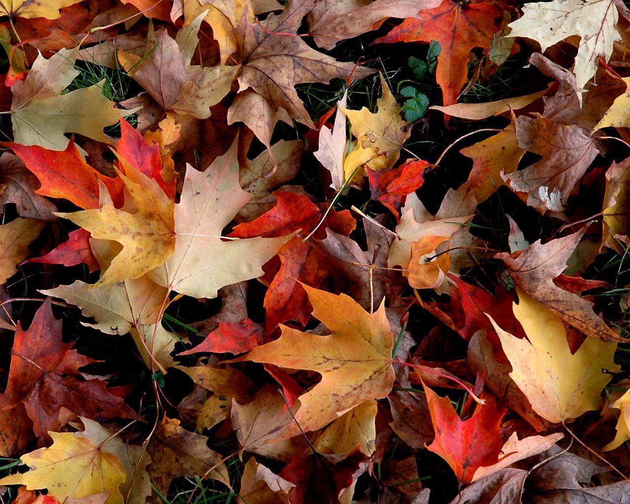 Fall Wallpaper Computer