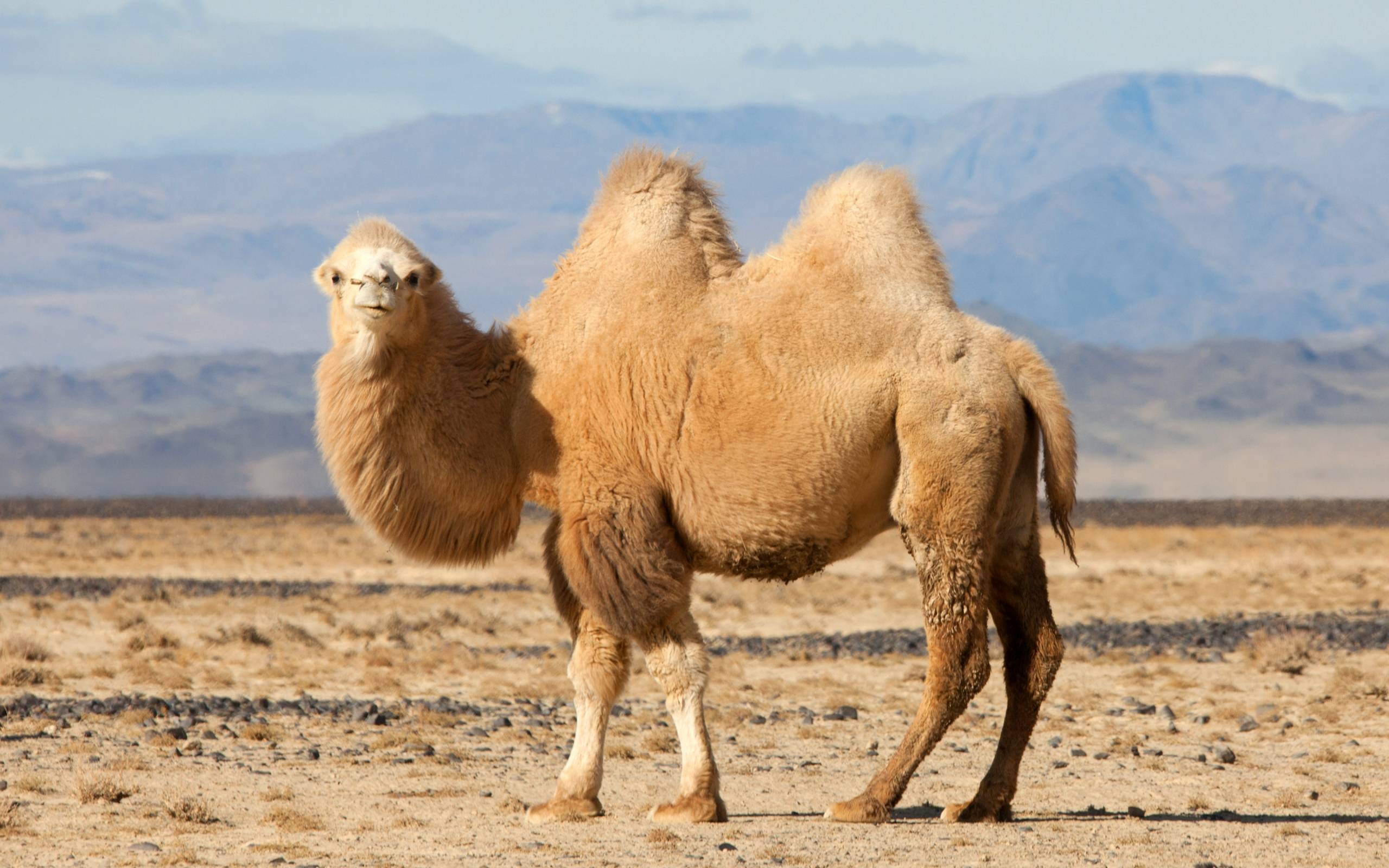 Bactrian Camel Wallpaper. Bactrian Camel Background