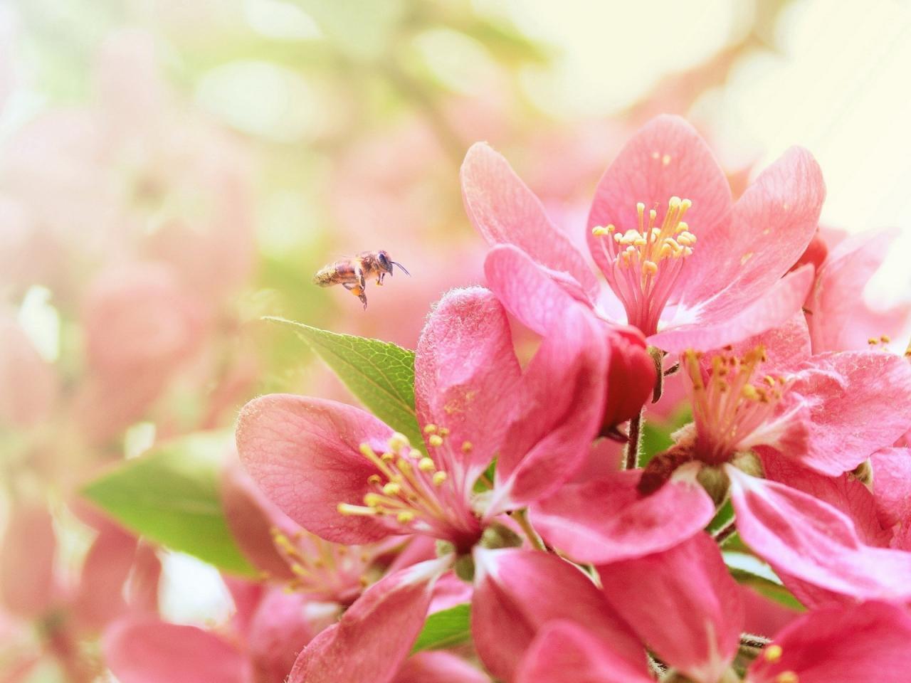 Flowers Blog flowers for desktop