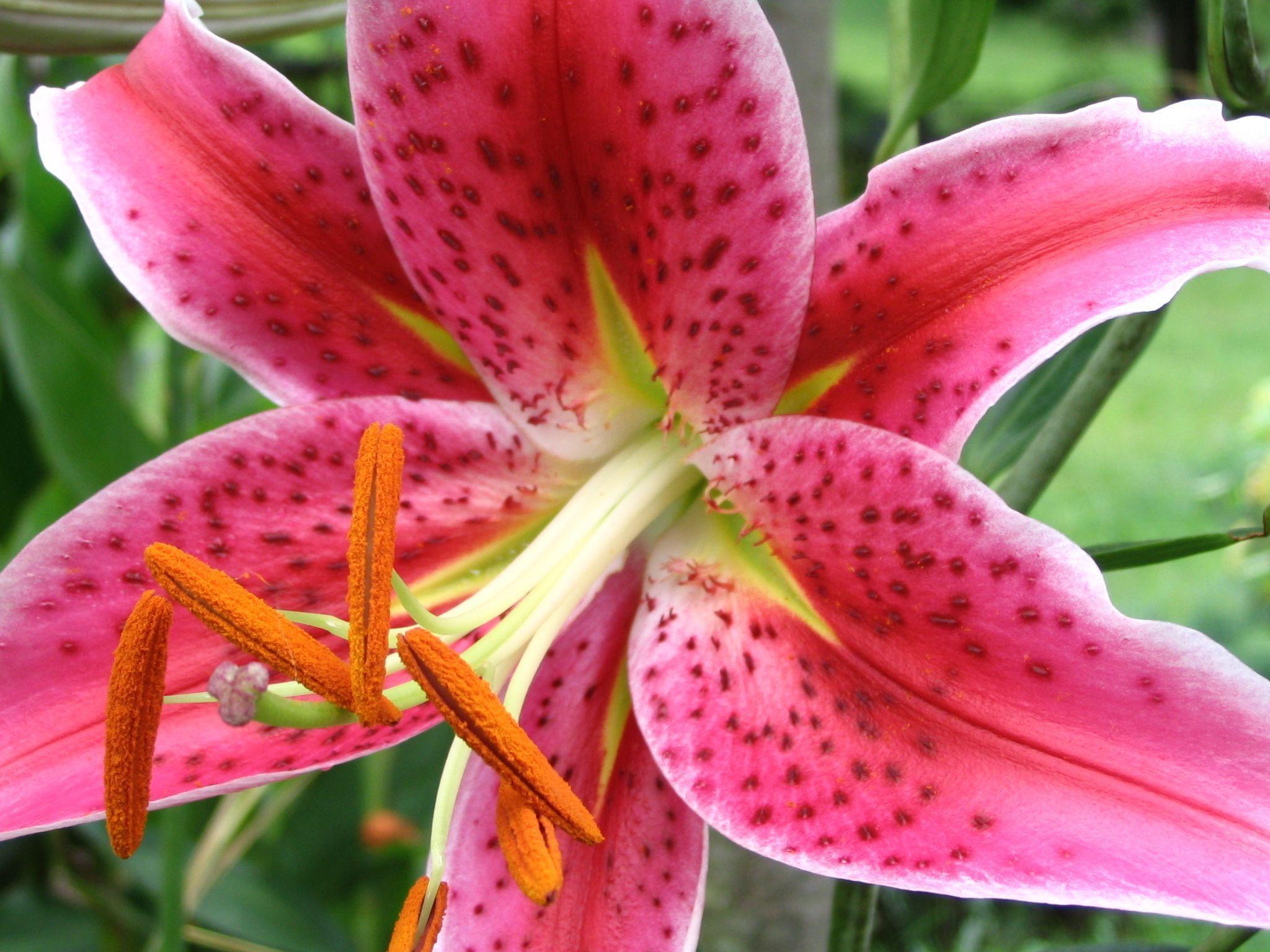 How To Draw A Stargazer Lily : There are several different techniques you c...