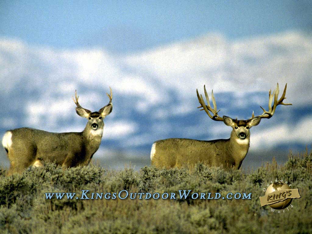 47" Wide Mule Deer Sheds Free Wallpaper Image: size 1024x768