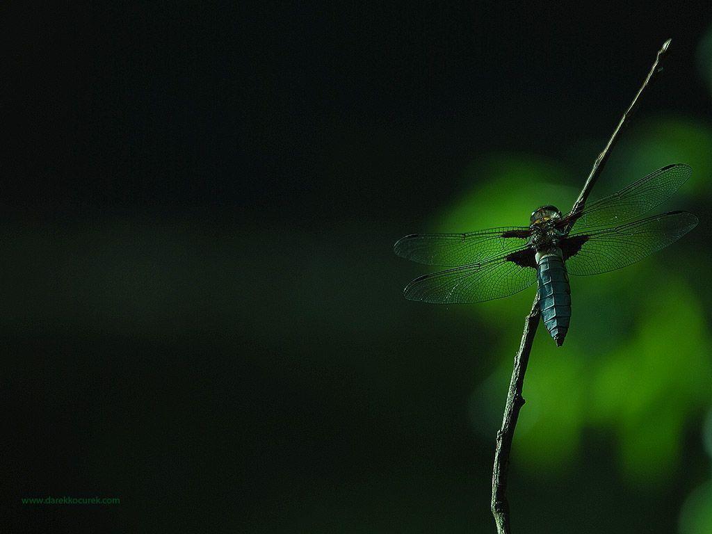 Dragonfly desktop HQ wallpaper
