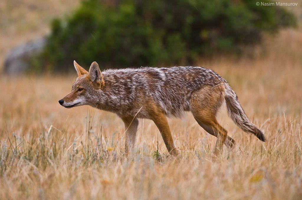 My Background Blog: coyote wallpaper