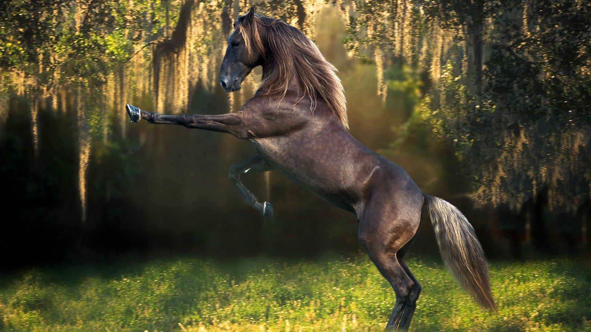 Funny Horse HD Wallpaper