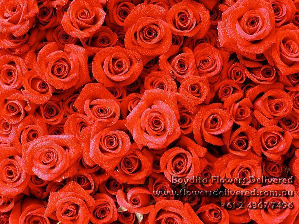 Red Roses Wallpaper Rose Wallpaper Red Wallpaper