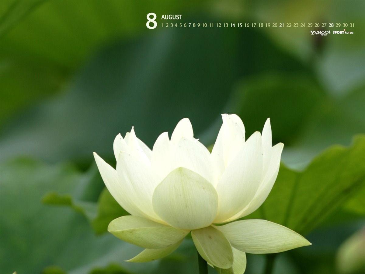 August Calendar White Lotus Wallpaper Wallpaper Download