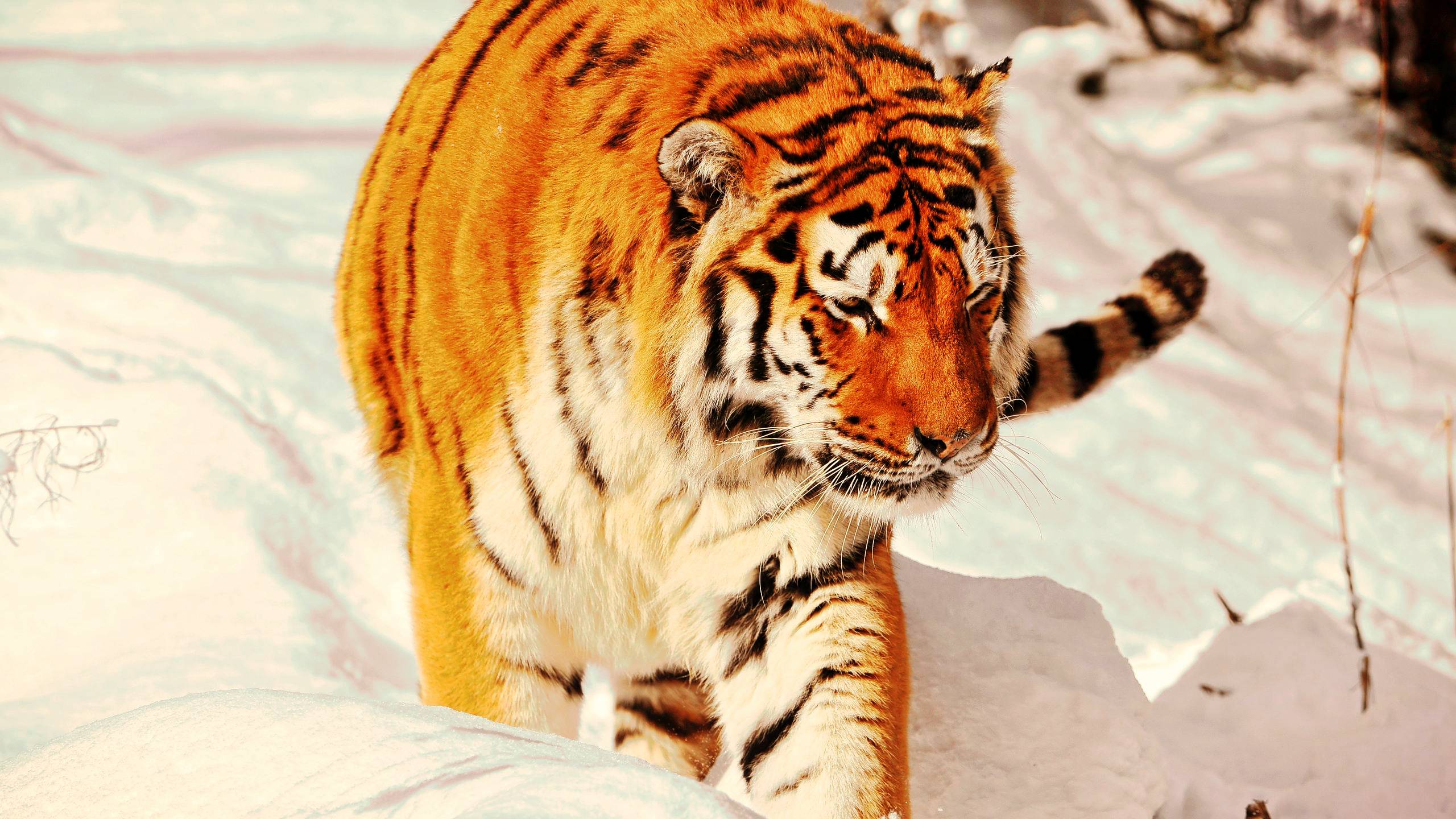 Tiger Amur Tiger Aggression Teeth Snow Hunting X Wallpaper