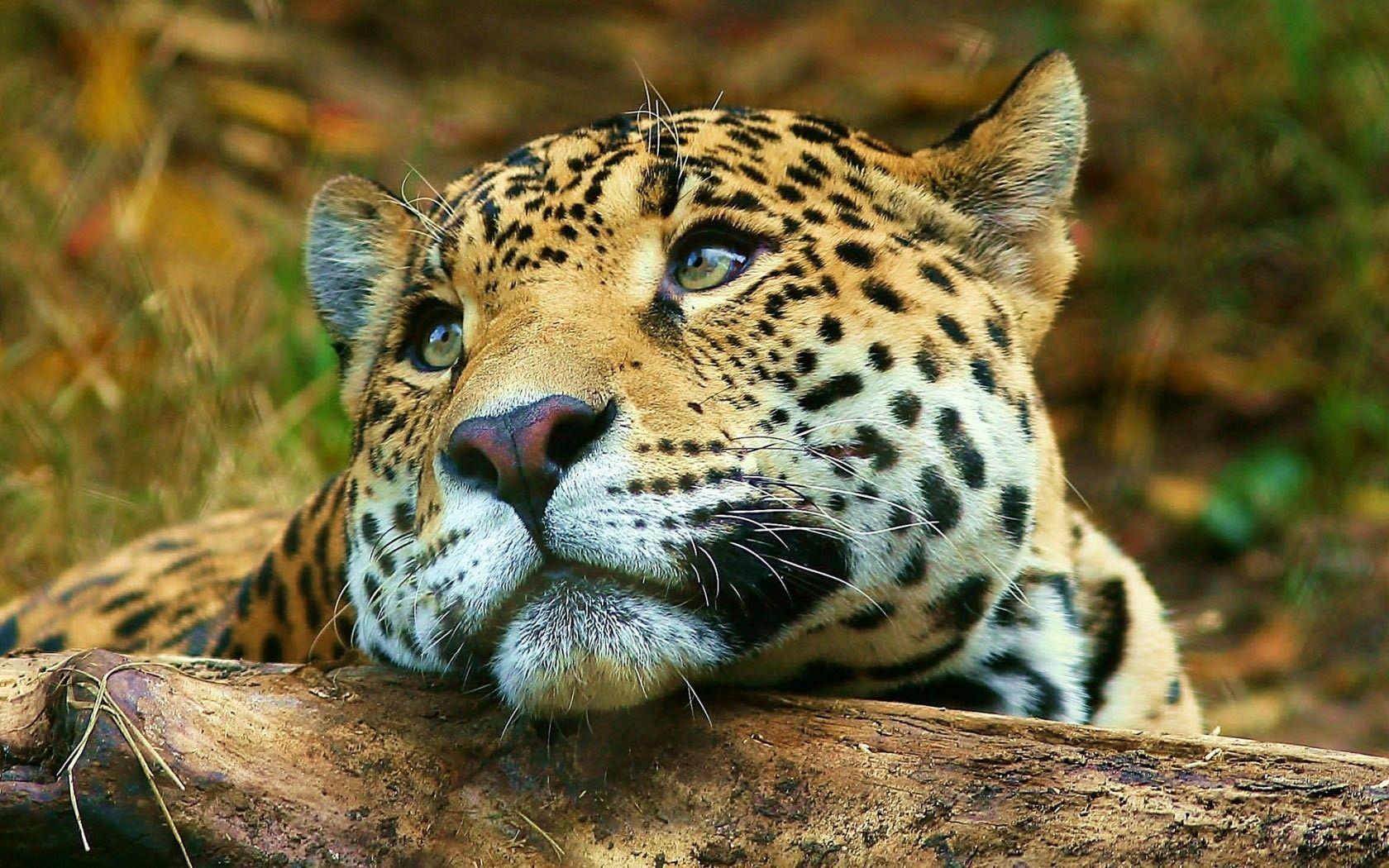 Leopard Sadness HD Animals Wallpaper