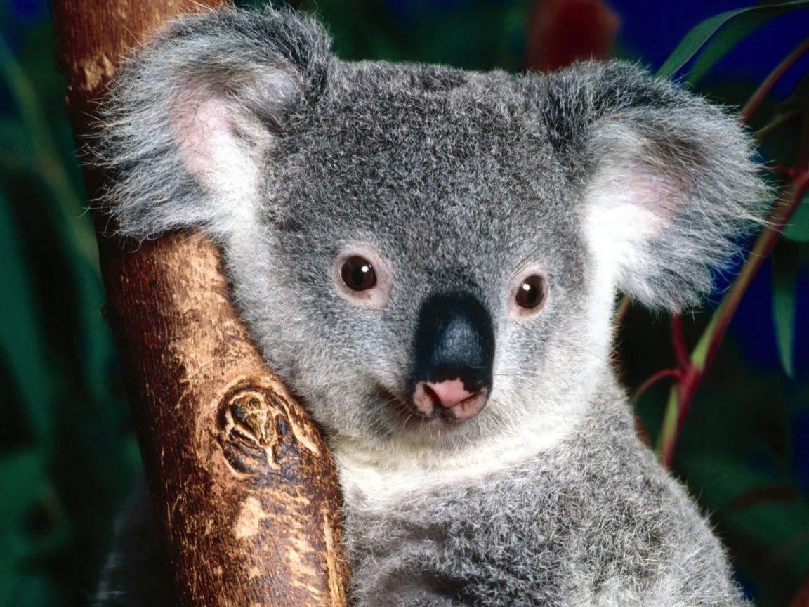 Animals For > Koala Wallpaper Windows 7