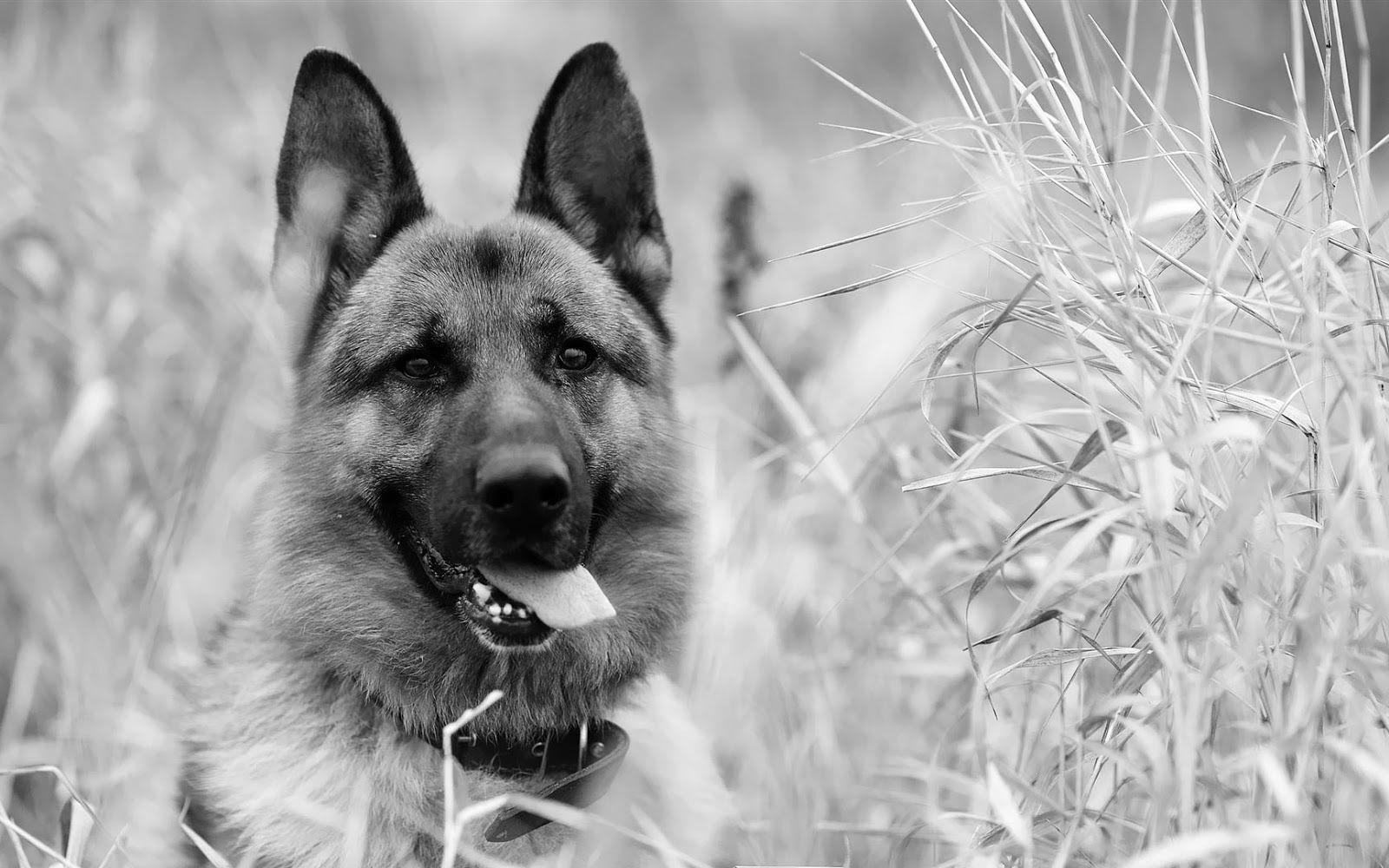 black and white wallpaper of a dog high definition animal