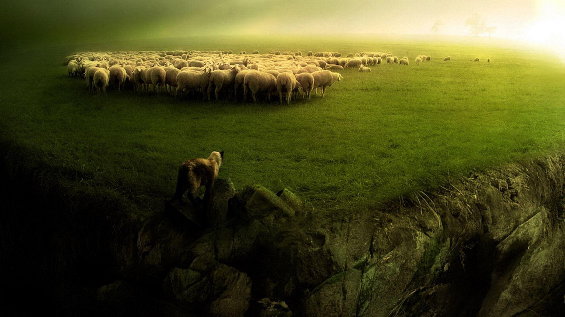 Sheep and wolf desktop PC and Mac wallpaper