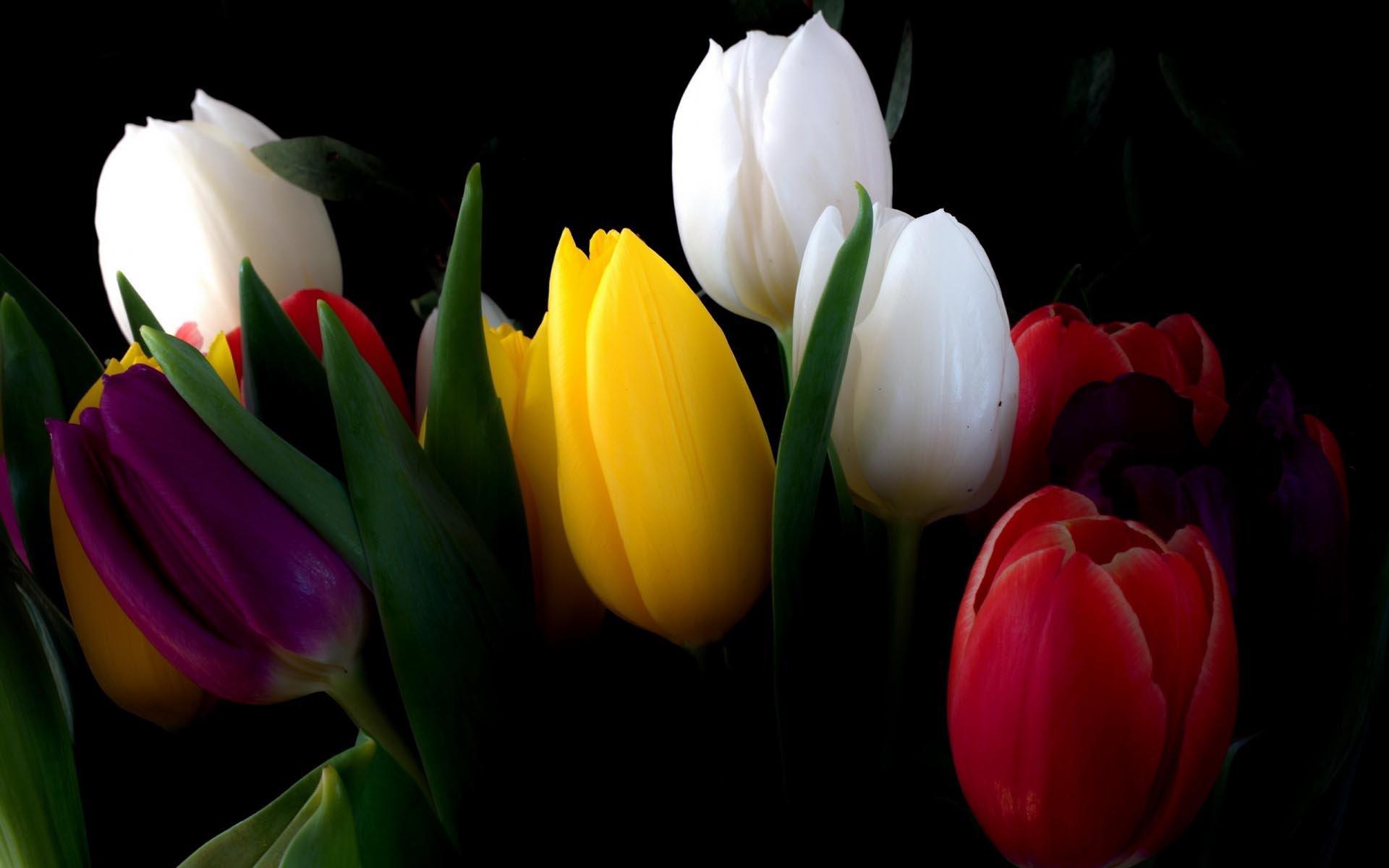 Wallpaper For > Wallpaper Of Flowers With Black Background
