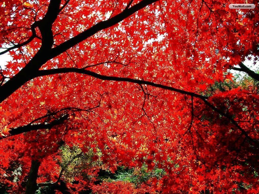 Autumn Trees Wallpaper HD Wallpaper 4