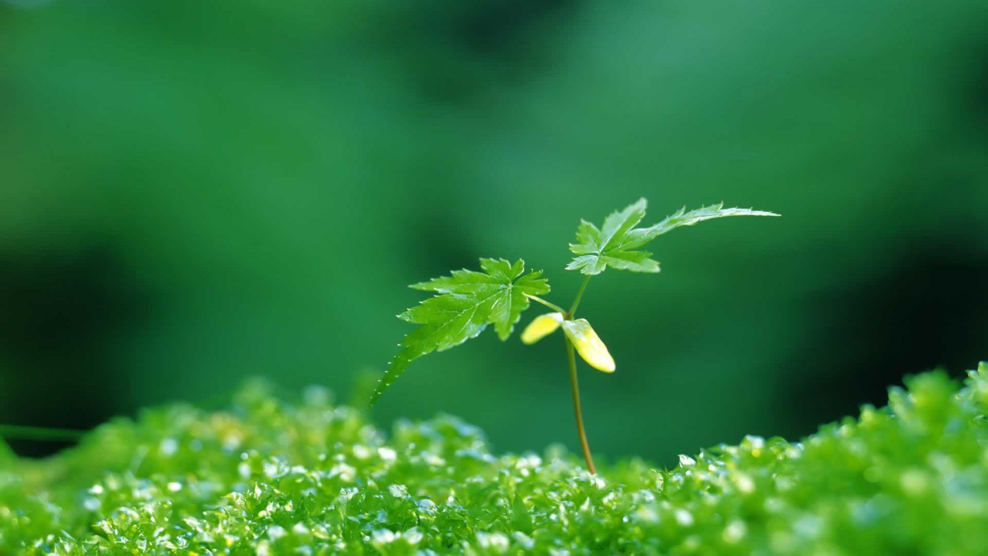 Green Plant Spring Wallpapers - Wallpaper Cave