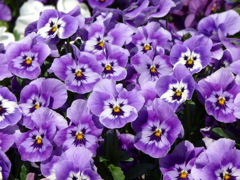 Pansy Wallpapers - Wallpaper Cave