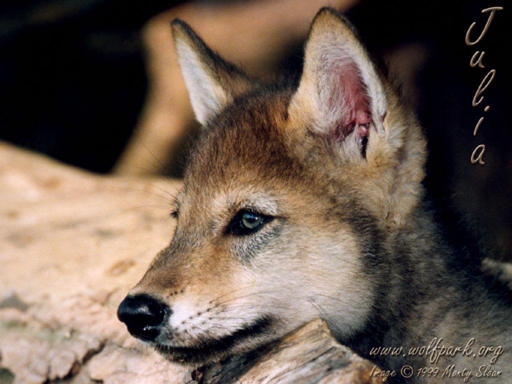 Wallpapers For > Cute Baby Wolf Wallpapers